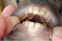 2 loài cá lạ có hàm răng giống con người, có loại còn thích cắn ”của quý” của nam giới