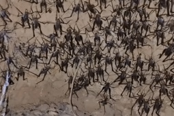 Thị trường - Tiêu dùng - "Lộc trời" bò chi chít trên cây, trước không ai ăn nay thành mỏ vàng, giá nửa triệu/kg