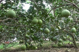 Thị trường - Tiêu dùng - Loại quả bạt ngàn ở Việt Nam, từng được mua với giá 120 triệu/2 quả gây "choáng"