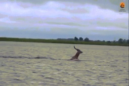 Phi thường - kỳ quặc - Video: Linh dương bơi qua sông, gặp cá sấu và cái kết bất ngờ