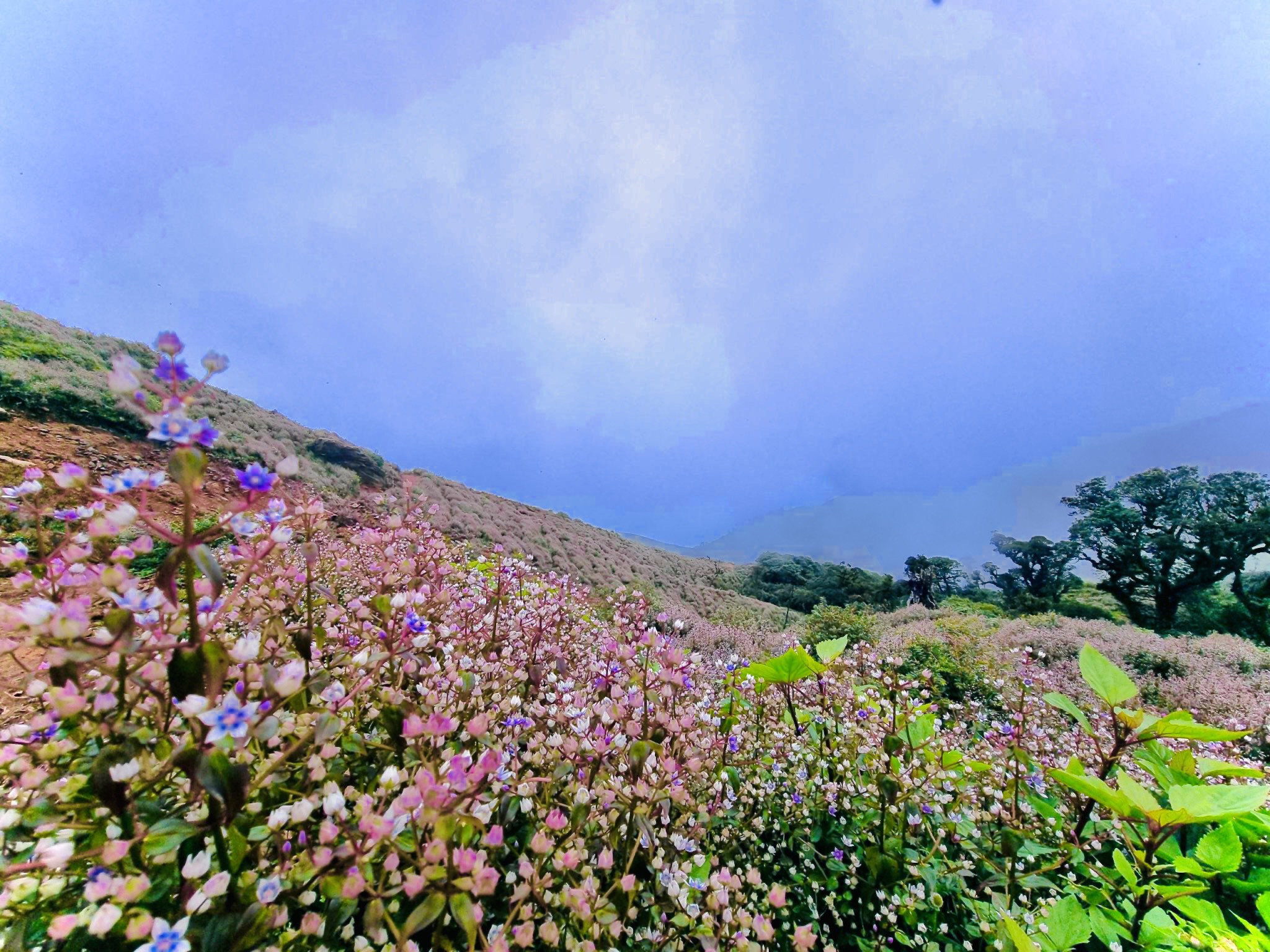 Chinh phục thiên đường mây, mê mẩn ngắm loài hoa đẹp như mơ nơi đỉnh núi - 1