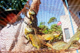 Thị trường - Tiêu dùng - Loài bò ra từ bụi rậm, nhìn "sợ chết khiếp", không ngờ là đặc sản giá 400.000 đồng/kg