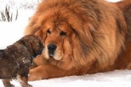 Thị trường - Tiêu dùng - Loài chó một thời nhà giàu cưng chiều, tiền tỷ/con, bây giờ ra sao?