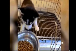 Clip hài hước - Top những con vật có nết ăn khiến chủ nhân sốc ngang