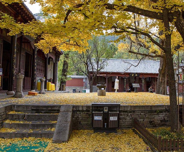 Lá bạch quả rất sạch, có nhiều lớp, lá rơi trong gió giống như hàng ngàn con bướm vàng vỗ cánh.
