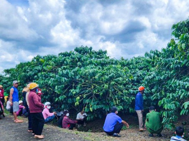 Pháp luật - Lâm Đồng: Phát hiện người đàn ông tử vong trong vườn cà phê