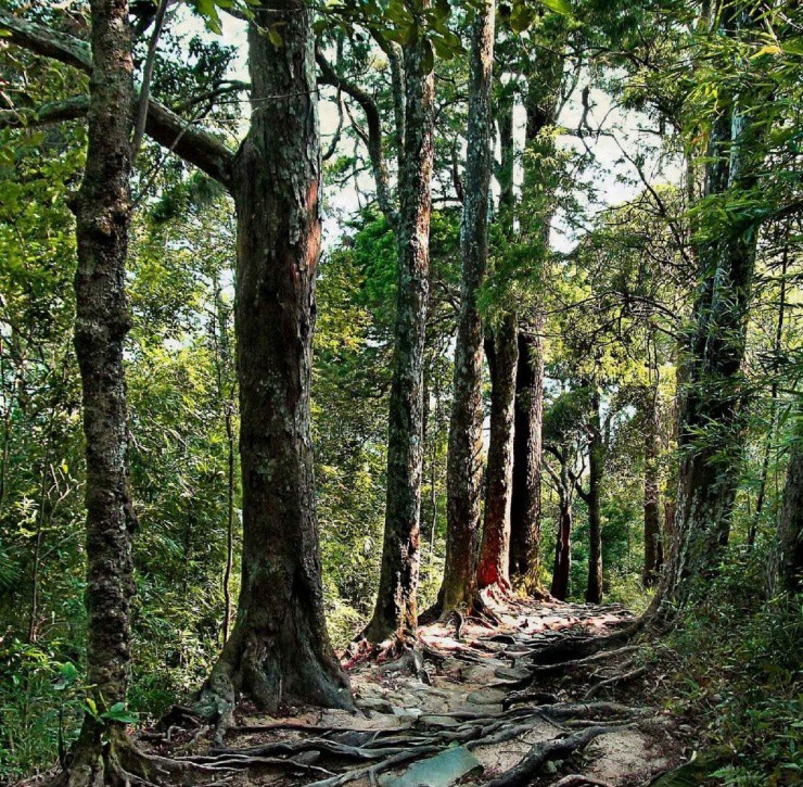 Đường Tùng cổ có niên đại hàng trăm năm tuổi.