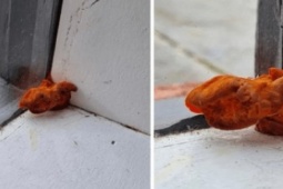 Phi thường - kỳ quặc - Người phụ nữ phát hiện vật thể lạ trông như "quái vật", hỏi cư dân mạng nhận được câu trả lời kinh ngạc