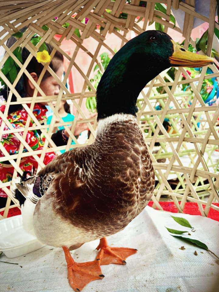 Lạng Sơn tổ chức cuộc thi Hoa hậu vịt