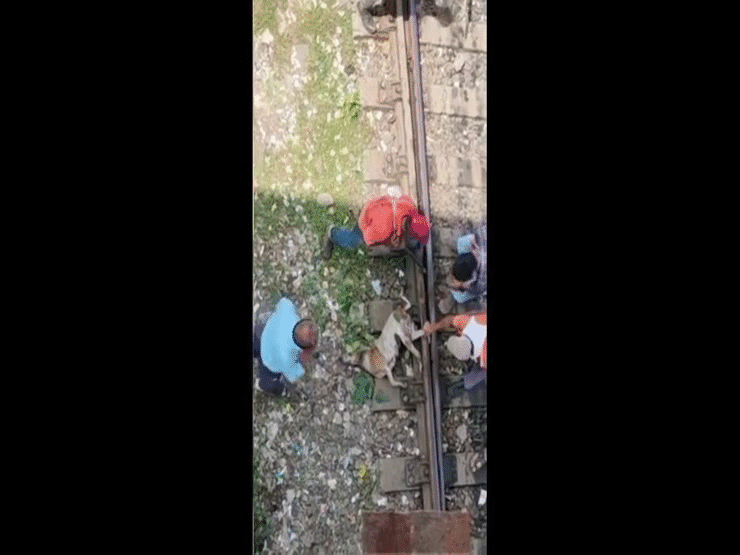 Video: Nghẹt thở giây phút giải cứu chú chó bị kẹt chân vào đường ray khi tàu hỏa đang đến