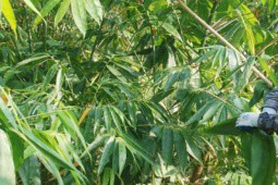 Loại lá ở Việt Nam rụng đầy vườn, sang nước ngoài nửa triệu vài ba chiếc