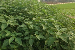 Thị trường - Tiêu dùng - Cây mọc dại ở Việt Nam trước hái cho lợn ăn, giờ nhiều người tìm mua, giá đắt đỏ