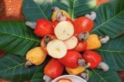 Thị trường - Tiêu dùng - Thứ quả có hột nằm ngoài vỏ, trước chỉ vứt đi, nay mang bán "tới tấp" người mua