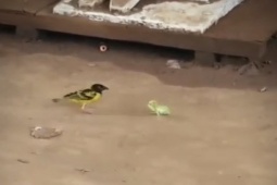 Media - "Nhỏ nhưng có võ", bọ ngựa dũng mãnh đại chiến với chim và thằn lằn