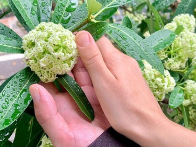 Sức khỏe đời sống - Bất ngờ công dụng của cây hoa sữa rất nhiều người không biết