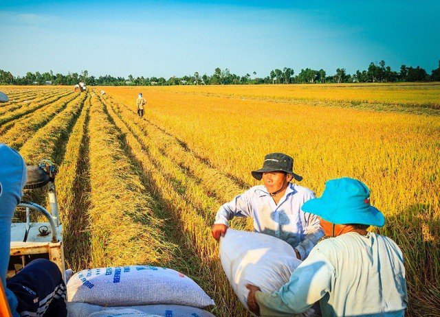 Xuất khẩu gạo Việt Nam dự kiến lập kỷ lục cao nhất trong 11 năm trong năm nay.
