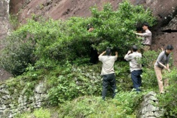 Thị trường - Tiêu dùng - Đặc sản là "báu vật" giá có thể lên tới 300 tỷ/kg, mỗi năm chỉ thu hoạch được 6 lạng