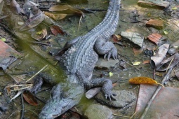 Tin tức trong ngày - 6 con cá sấu sổng chuồng ra công viên ở Kiên Giang