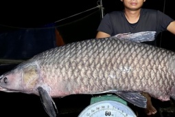 Thị trường - Tiêu dùng - Con cá "siêu to, khổng lồ" ở Việt Nam, đại gia chi vài chục triệu để mua