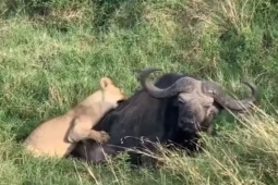 Media - Trâu rừng hung hăng truy sát sư tử giải cứu đồng loại đang đối mặt cửa tử