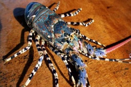 Thị trường - Tiêu dùng - Loại tôm hùm có tên "sang chảnh", nghe giá khiến ai cũng bật ngửa