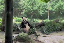 Phi thường - kỳ quặc - Video: Gấu trúc tinh nghịch lè lưỡi trêu đùa du khách khiến nhiều người thích thú