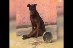 Clip hài hước - Tổng hợp những dáng ngồi "bá đạo" của chó cưng