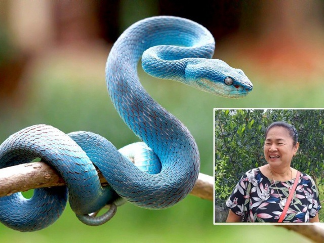 Bạn trẻ - Cuộc sống - Ra vườn gặp rắn xanh “phước báu”, người phụ nữ trúng số ngay