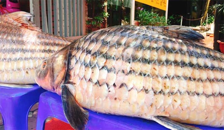 Cá trà sóc (danh pháp khoa học: Probarbus jullieni) là một loài cá vây tia nước ngọt trong họ Cyprinidae. Ở Việt Nam, cá trà sóc còn có tên gọi là cá chài sóc hay sọc dưa. 

