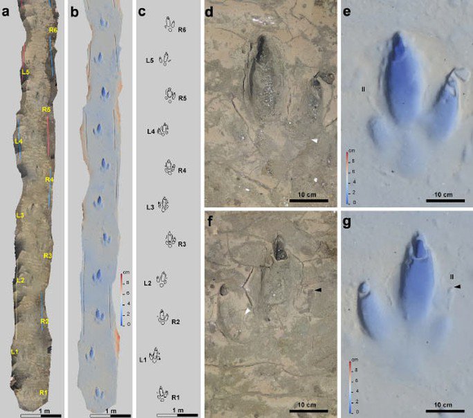 Các hóa thạch lộ ra bên bờ biển - Ảnh: SCIENTIFIC REPORT