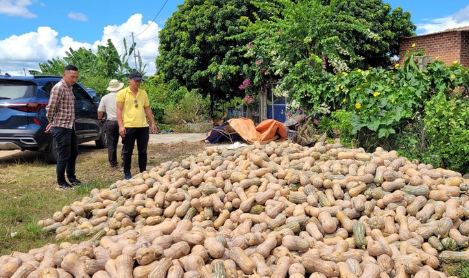 Giá bí xuống thấp khiến người trồng lo lắng. Ảnh: HOÀNG THANH