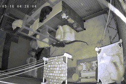 Video: Căn phòng bừa bộn bất thường, cô gái hoảng hồn vì cảnh tượng camera ghi lại