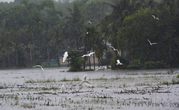 Chim chao lượn trên đồng ruộng huyện Hải Lăng