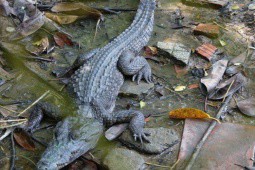 Tin tức 24h qua: Truy tìm 4 con cá sấu nuôi tại công viên bị xổng chuồng