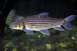 Thị trường - Tiêu dùng - Loại cá tiến Vua ở Việt Nam từng có nguy cơ tuyệt chủng, giá tiền triệu, ít ai có cơ hội thưởng thức