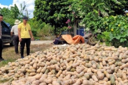 Bí xanh, bí đỏ rớt giá sâu, nông dân lỗ nặng