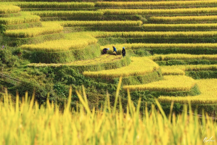 Du khách được ngắm nhìn quang cảnh lao động hăng say của người dân bản địa (Ảnh: Tuấn Anh).