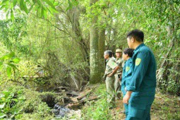 Chưa tìm được 6 cá sấu sổng chuồng ở Kiên Giang