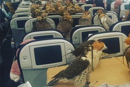 Thị trường - Tiêu dùng - Loài chim "quý tộc" giá nửa tỷ/con, được chủ cho đi máy bay, siêu xe sang chảnh