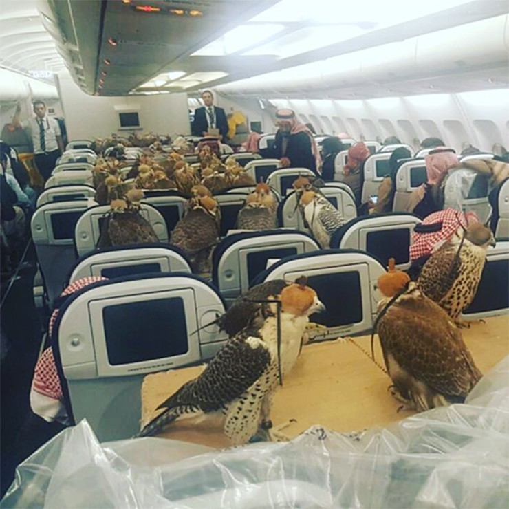 Đặc biệt là Lufthansa, một hãng hàng không Đức còn thiết kế cả một khoang riêng trên máy bay cho chim ưng.

