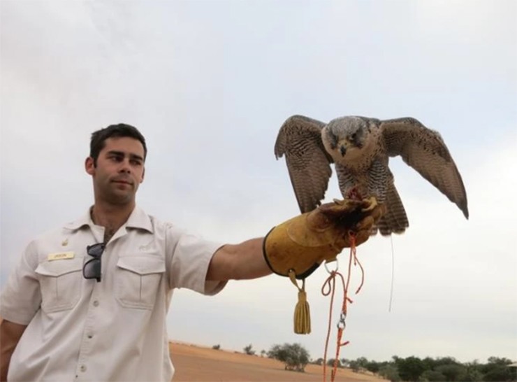 Hình ảnh chim ưng đậu trên vai chủ nhân, cùng dạo bước trên đường phố Dubai hay Abu Dhabi mang lại đẳng cấp riêng cho đại gia.
