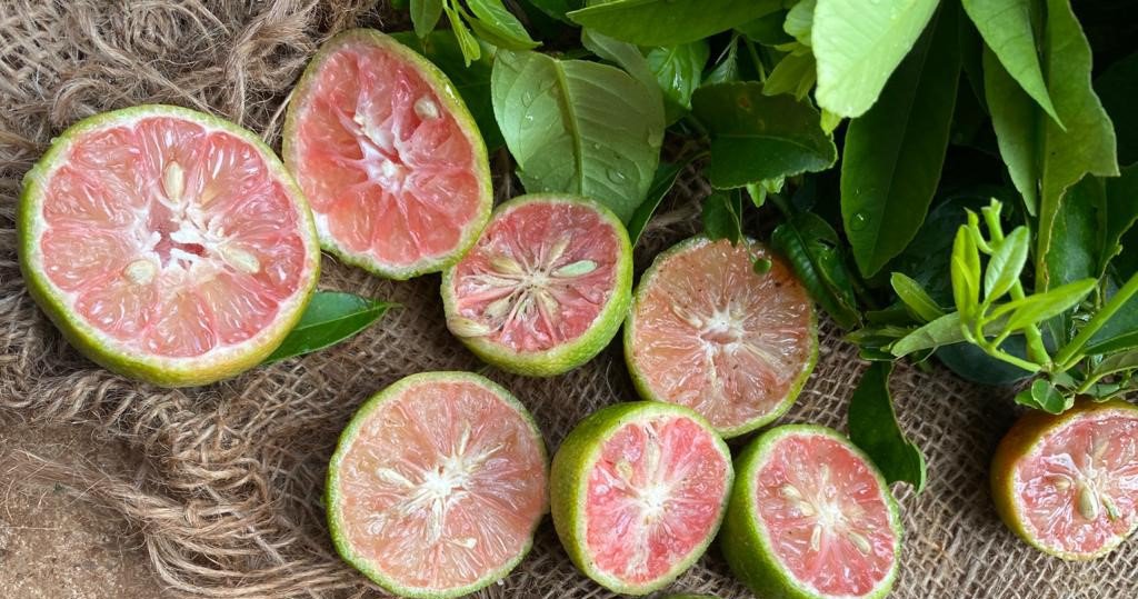 Chanh đào có nhiều lợi ích cho sức khỏe.