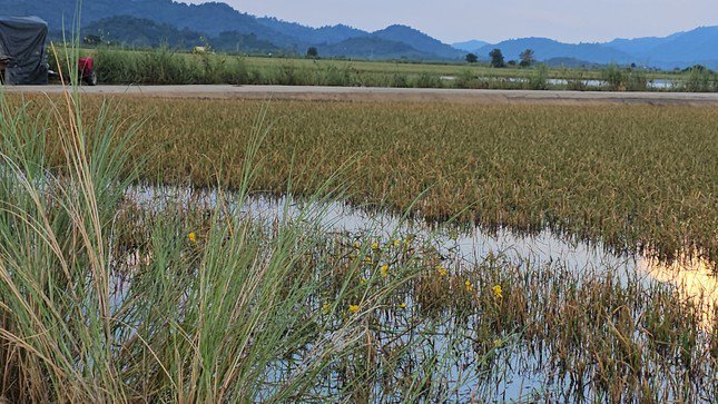 Lúa của bà con huyện Lắk bị chìm trong nước.