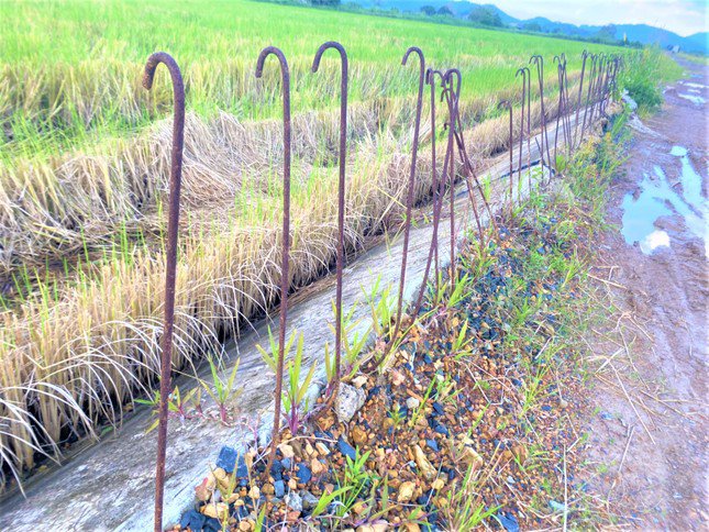 Những cây sắt dùng để thi công phần thân đê, có dấu hiệu hoen gỉ.