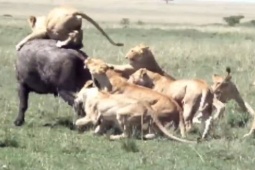 Media - Bị đàn sư tử đông đúc truy sát, trâu rừng dũng mãnh húc thủng bụng kẻ săn mồi