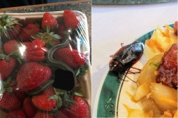 Tranh vui - Đồ ăn tới miệng rồi vẫn không nuốt trôi