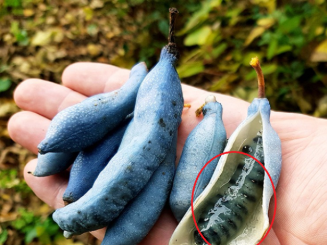 Ẩm thực - Loại quả xấu xí - "ngón tay quỷ", có gì đặc sắc mà có tiền chưa chắc mua được