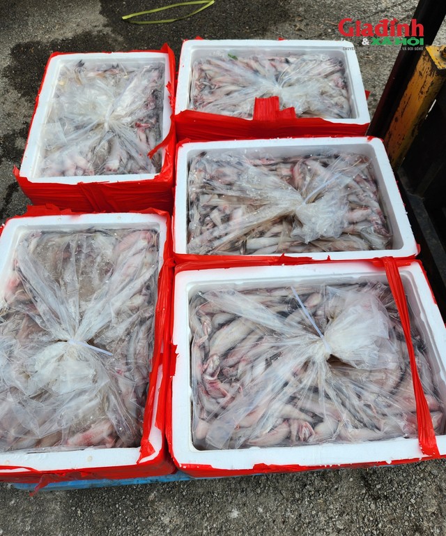 Cận cảnh 4,5 tấn cá khoai dương tính với chất foocmon vừa được lực lượng chức năng phát hiện tại Thanh Hóa.