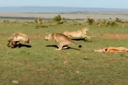 Media - Cướp mồi của báo đốm, 2 con linh cẩu bị "vua sư tử" ập tới truy sát