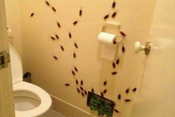 Tranh vui - Trò đùa khiến bạn bè sợ khiếp vía